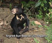 snared sun bear at Ulu Segama